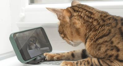 домашна котка