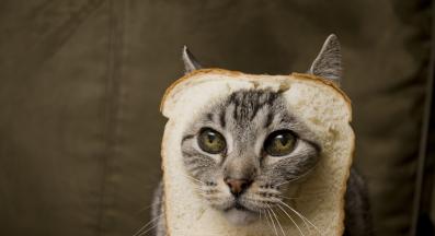 домашна котка