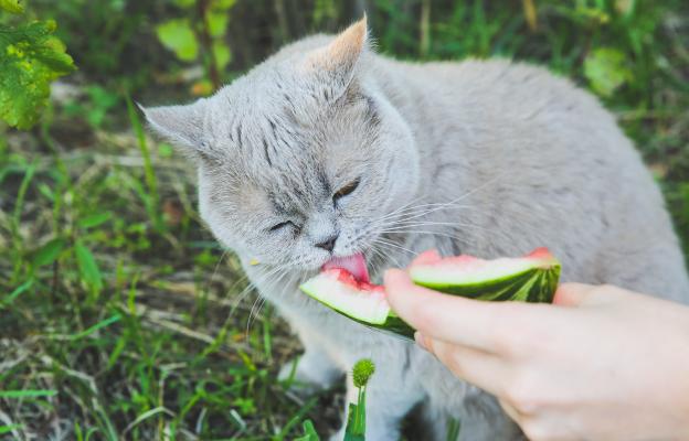 домашна котка