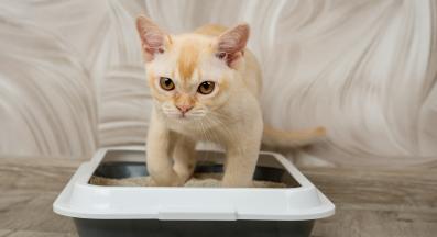 котка в тоалетна