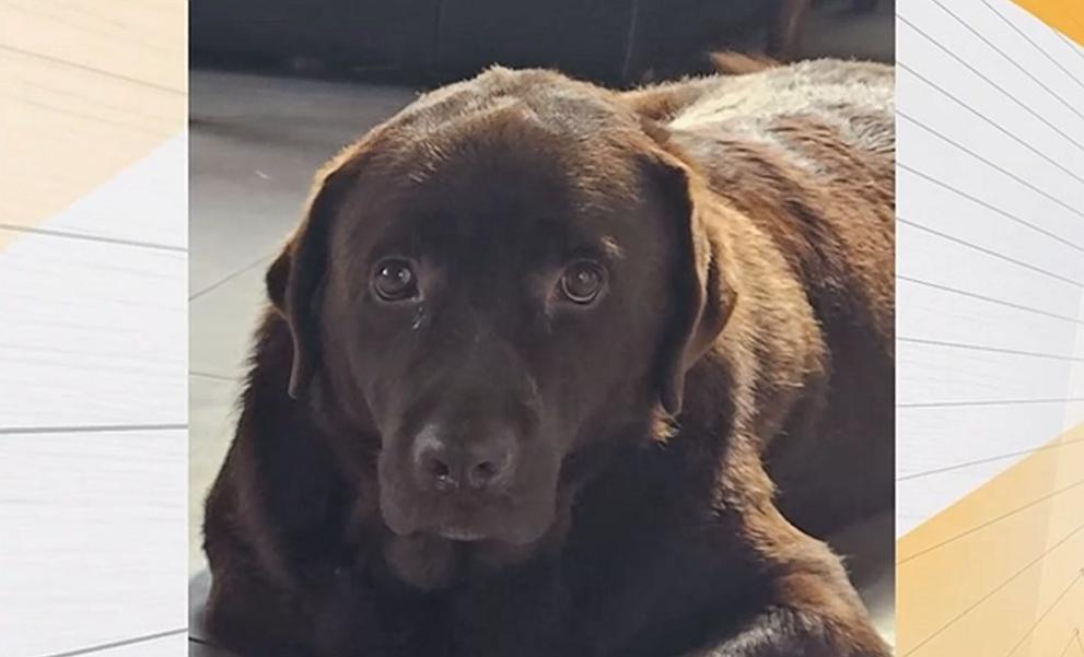 Миналата седмица куче асистент на жена с диабет в Равно