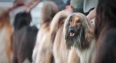 Афганска хрътка