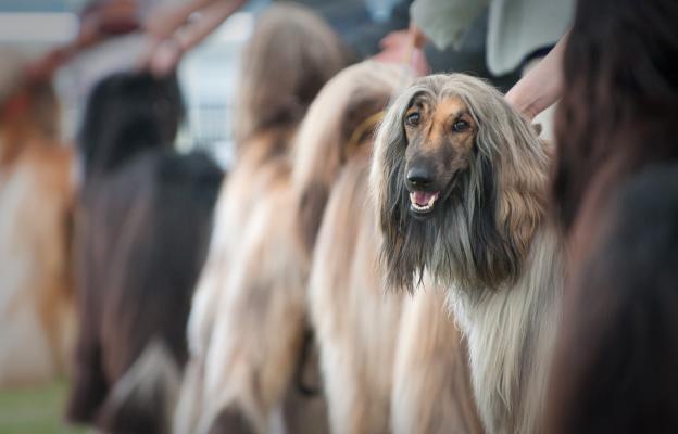 Афганска хрътка