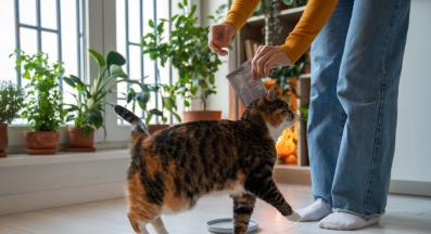 котка се храни