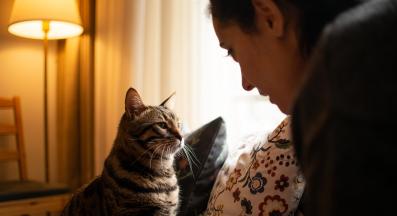 домашна котка