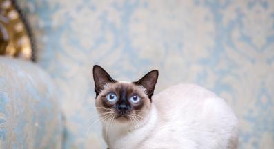 Руска синя котка