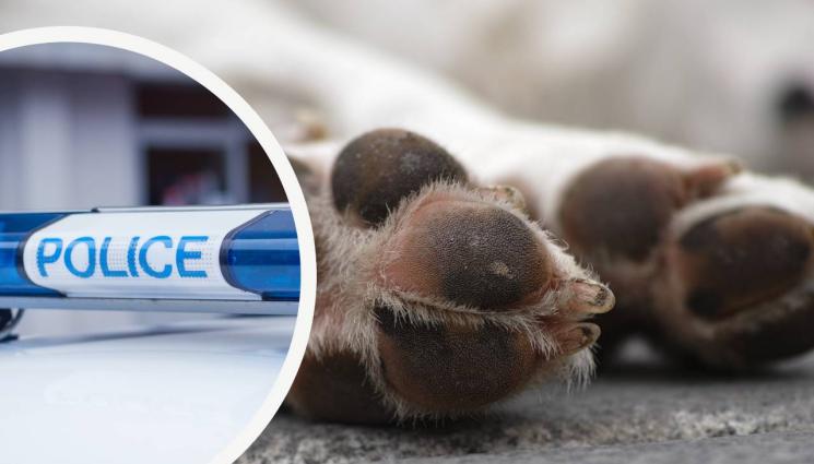 куче полиция - ЗВЕРСКИ ШОК НА НАШ ПЛАЖ: Морето изхвърли куче, вързано с камъни!