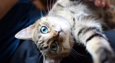 домашна котка