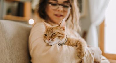 домашна котка