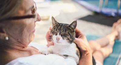 домашна котка