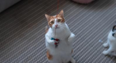 домашна котка