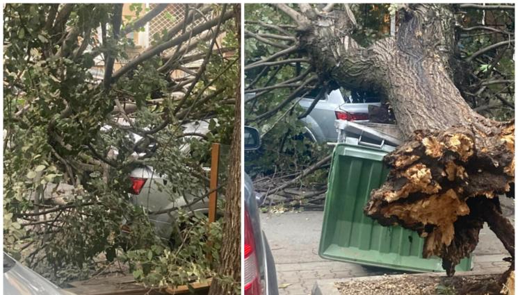 дърво - НА КОСЪМ ОТ ТРАГЕДИЯТА: Дърво падна в центъра на София!