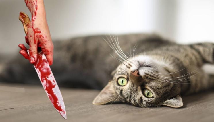 нож - ТРЪМП СЕ ОКАЗА ПРАВ: Хванаха жена в САЩ да яде котка! (ВИДЕО)