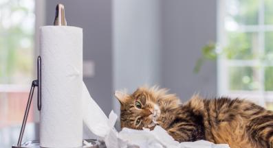 домашна котка