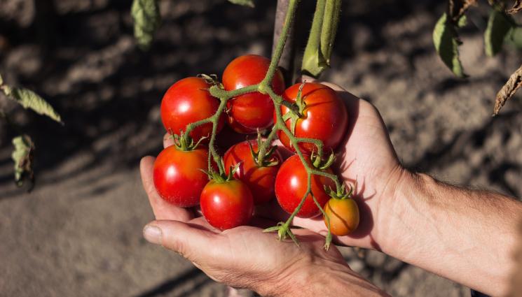 домати - ПРАКТИЧНИ СЪВЕТИ: Как да съхраним доматената реколта