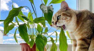 домашна котка