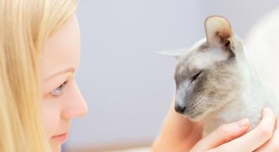 домашна котка