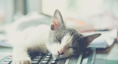 домашна котка спи