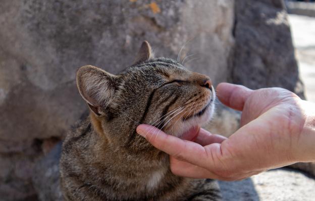 котка навън