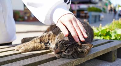 котка навън