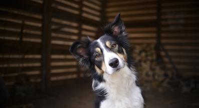 куче накланя глава