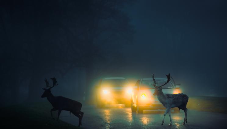 диво животно на пътя - КОШМАР: Да удариш дивата твар, когато шофираш по тъмно!