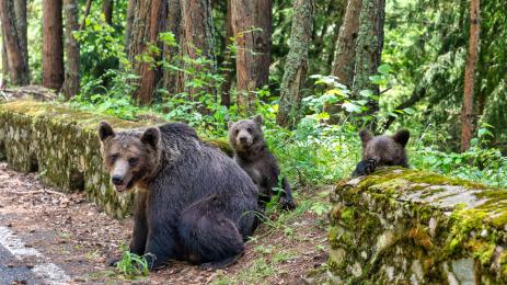 мечки Румъния