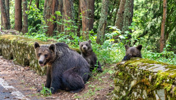 мечки Румъния - Арестуват просещите мечки в Румъния