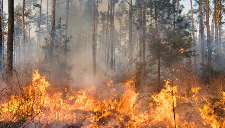 горски пожар