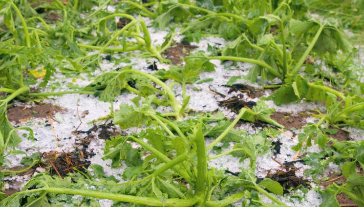 градушка земеделие - Градушка удари Старозагорско!