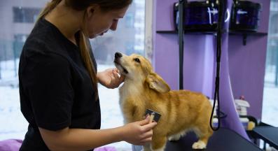 куче козина