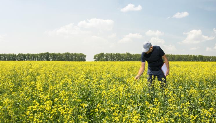рапица - Агро Телеграф: Сеитбата на рапица закъснява
