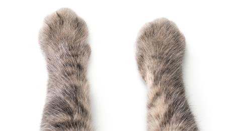 котешка лапа