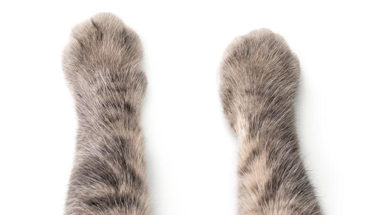 котешка лапа - Почина най-старата котка в света! (СНИМКА)