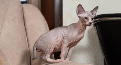 породиста котка
