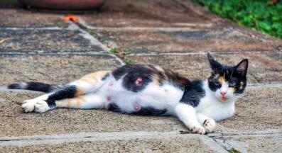 Домашна котка