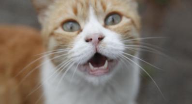 котка мяука