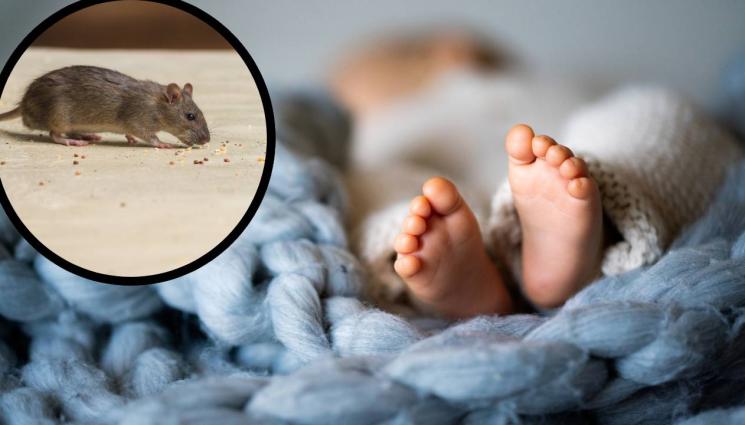 бебе - НЕВИЖДАН УЖАС: Мишки нахапаха бебе до кокал!