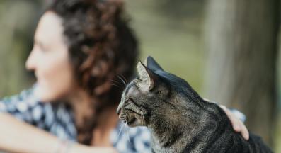 домашна котка