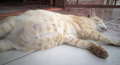 бременна котка