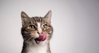 котка се облизва