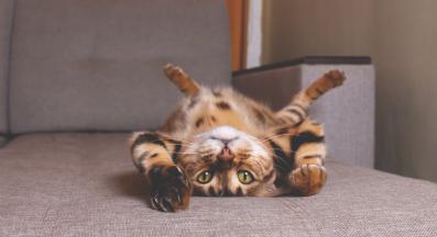 котка играе