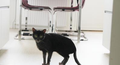 породиста котка