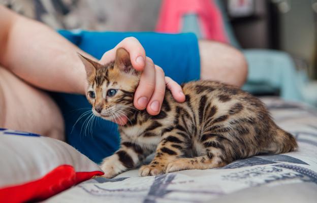 породиста котка