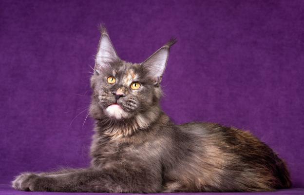 породиста котка