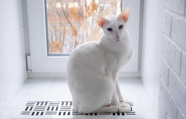 породиста котка