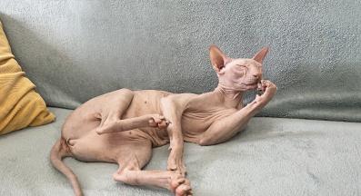 породиста котка