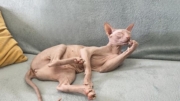 8 породи котки с необичайни хранителни навици