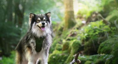 Финландски лапхунд