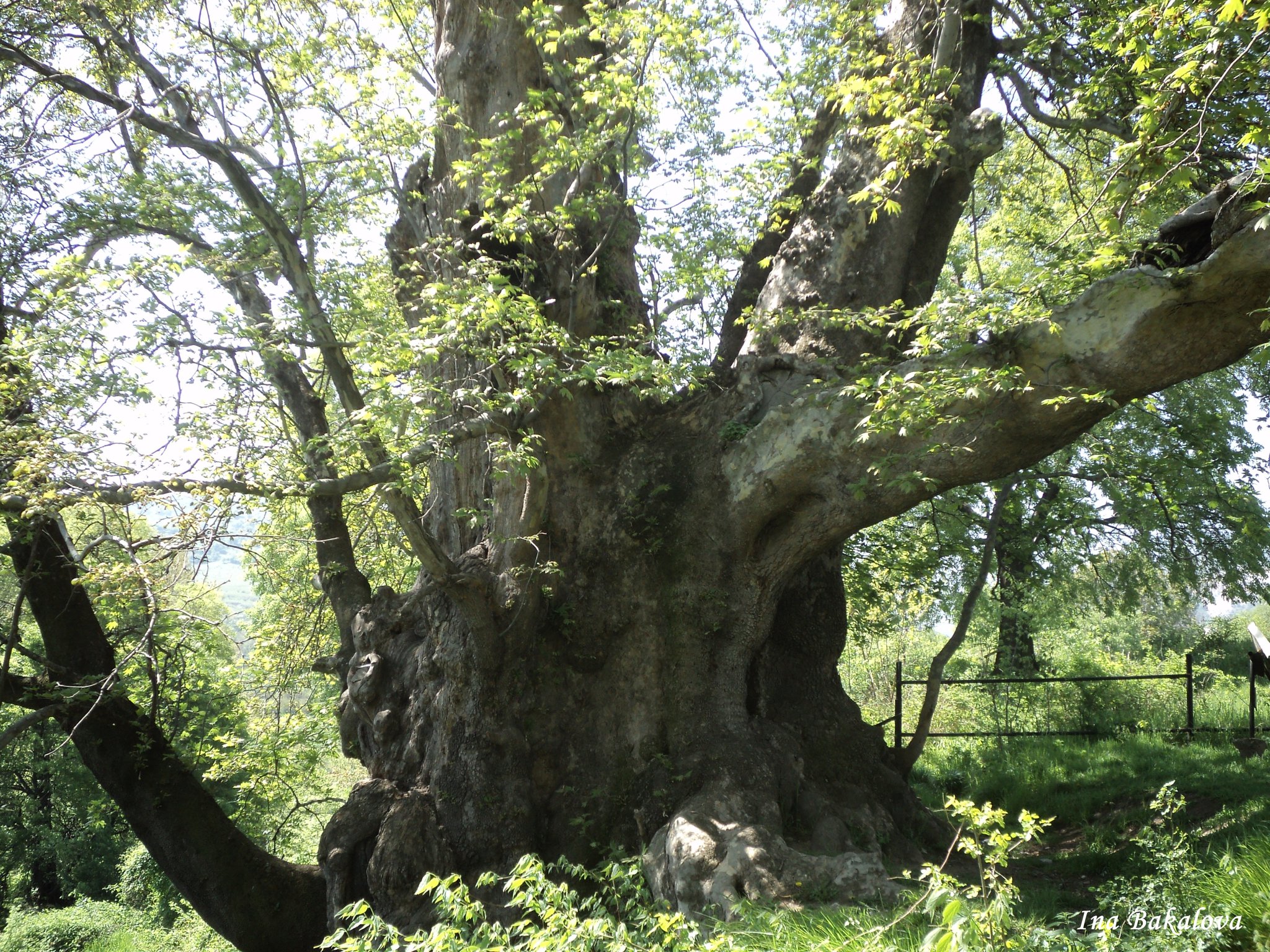 Чудеса и вяра